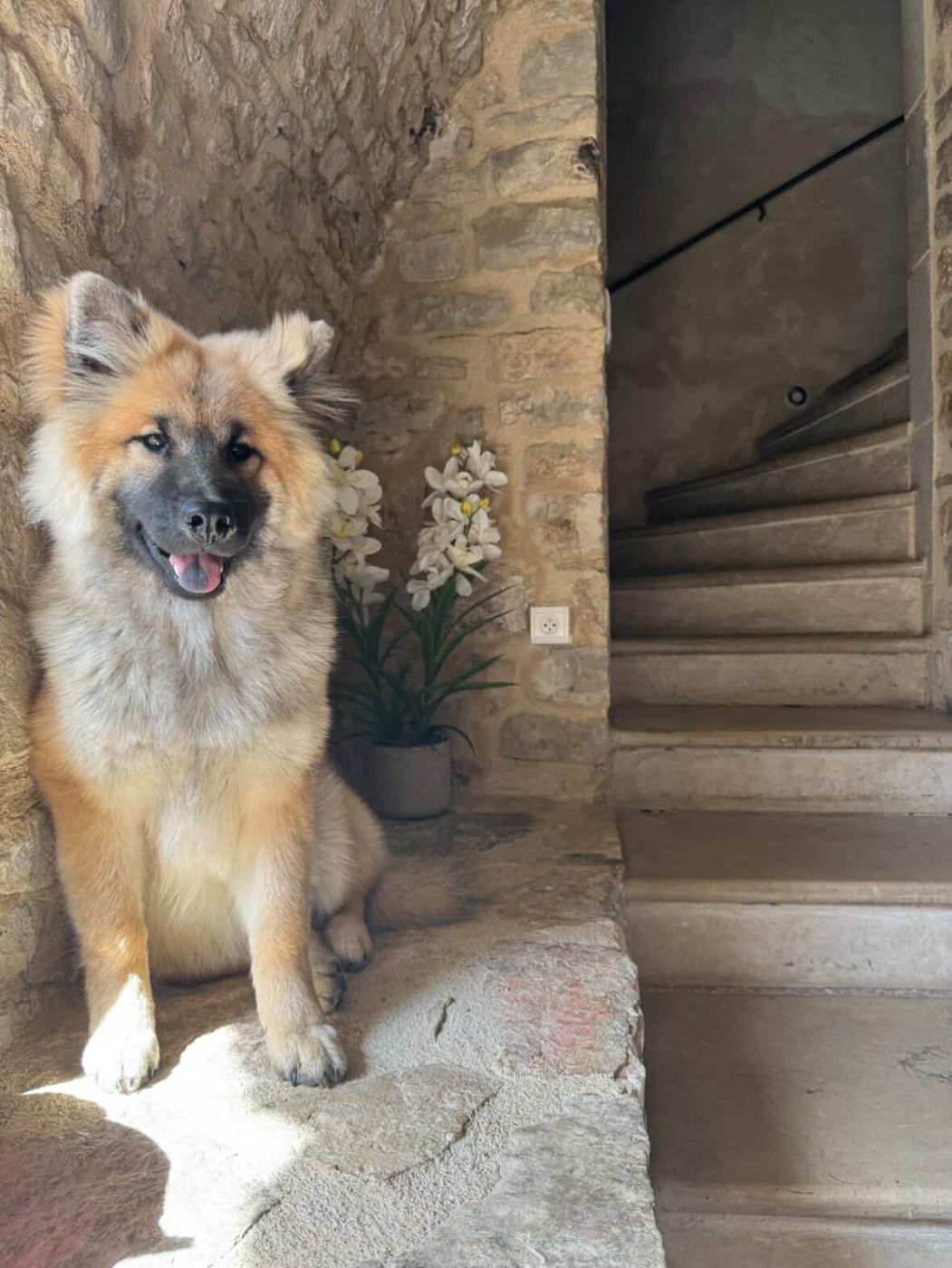 Aslan assis devant un escalier en pierre